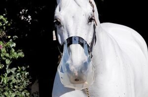 horse grazing muzzle